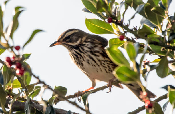 istock redwing turdus illacus in a hedgerow holly bush 897178308