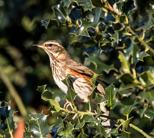 istock redwing turdus illacus in a hedgerow holly bush 897178310