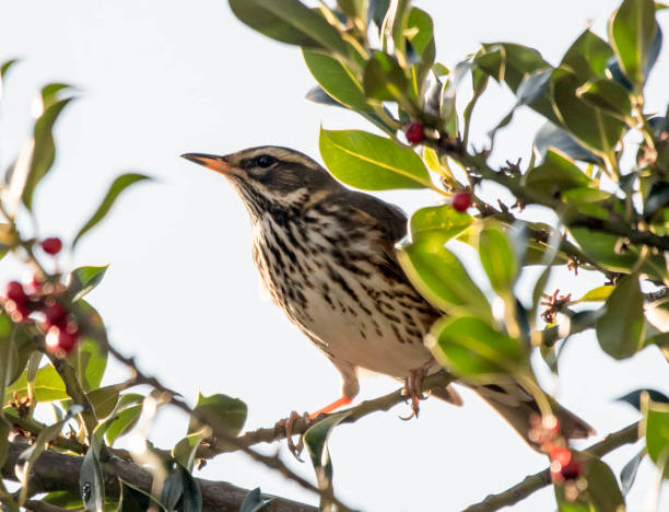 istock redwing turdus illacus in a hedgerow holly bush 897178316
