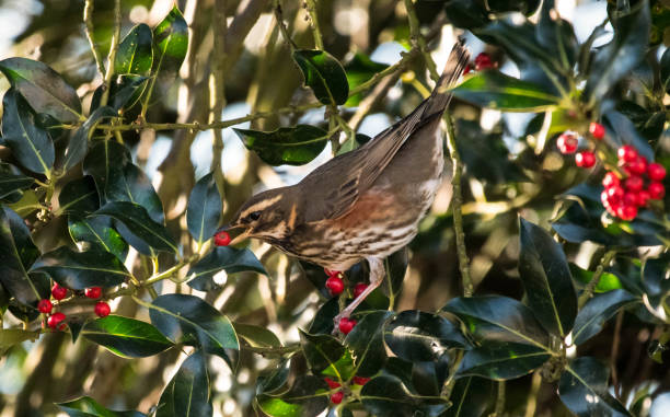istock redwing turdus illacus eating berries from holly bush 897178318