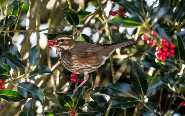 redwing turdus illacus eating berries from holly bush