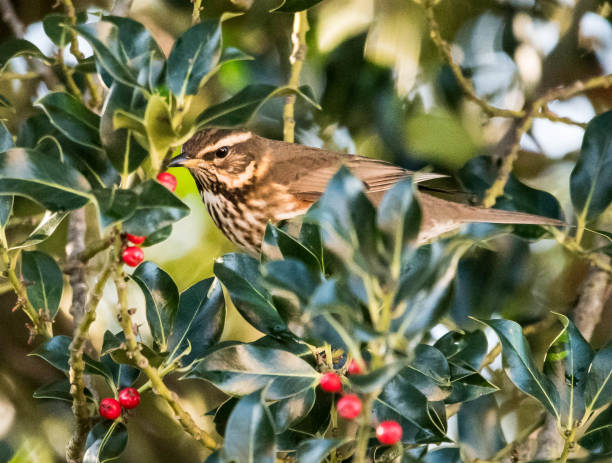 istock redwing turdus illacus in a hedgerow holly bush 897178326