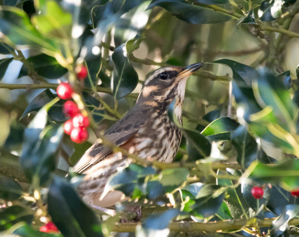 istock redwing turdus illacus in a hedgerow holly bush 897178328