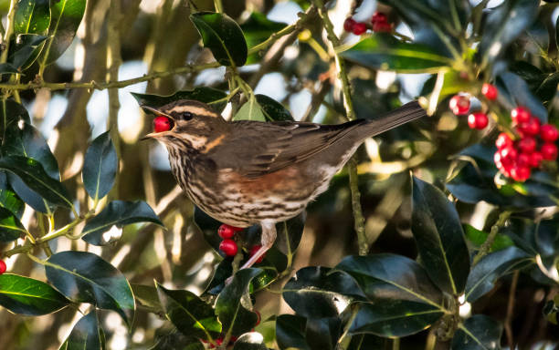 istock redwing turdus illacus eating berries from holly bush 897178330