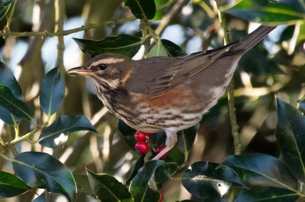 istock redwing turdus illacus in a hedgerow holly bush 897178336