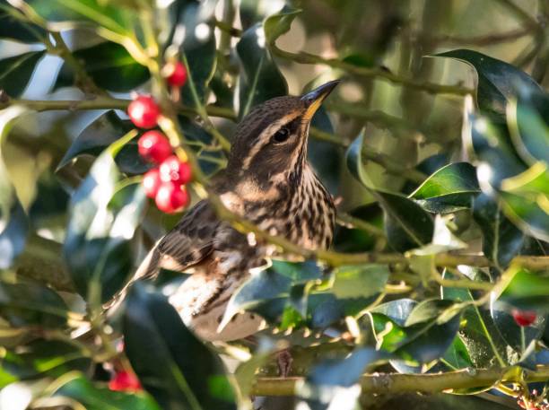 istock redwing turdus illacus in a hedgerow holly bush 897178340