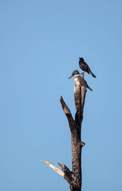 istock Belted Kingfisher Megaceryle alcyon 897183694
