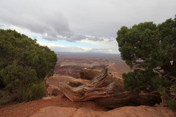 istock Grand canyon and bushes 897186150