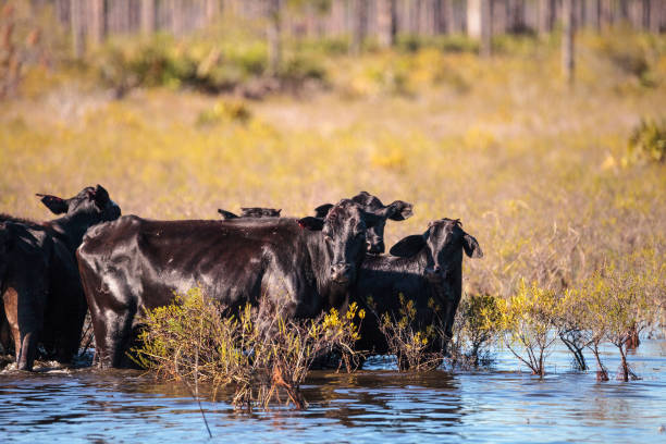 istock Herd of cattle travel through a marsh 897187328