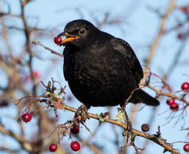 istock male black bird turdus merula eating red berries winter 897188438