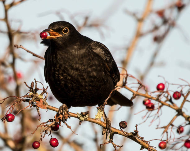 istock male black bird turdus merula eating red berries winter 897188440