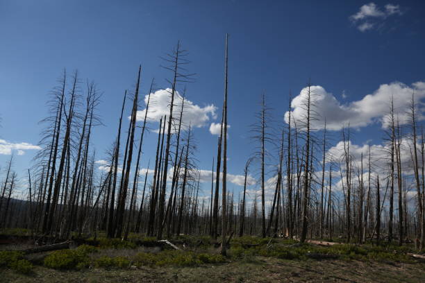 istock Dry trees in Arizona 897191766