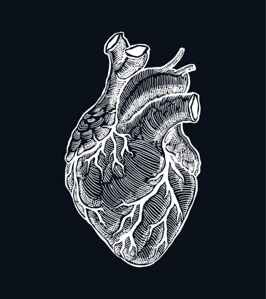 현실적인 인간의 마음 - heart shape human vein love human artery stock illustrations