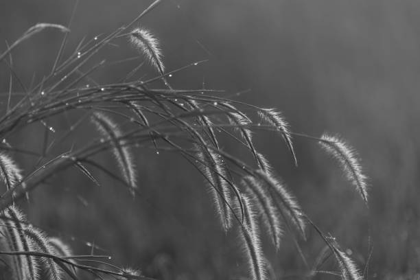 istock black and white of grass flower 897194210