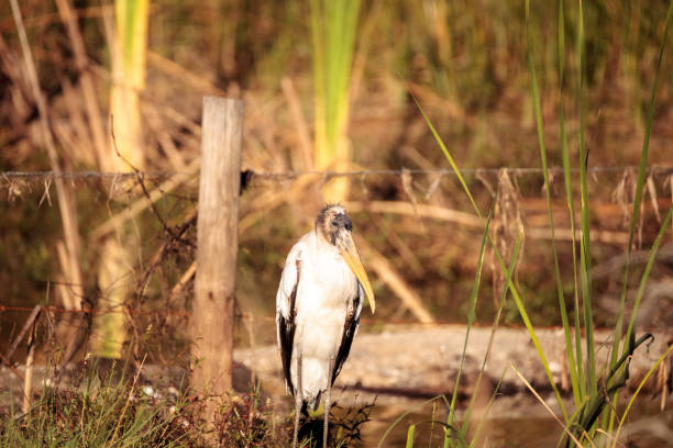 istock Wood stork Mycteria americana 897194482