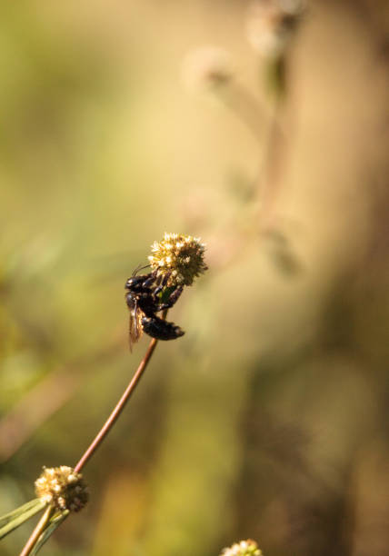 German black bee also called the European dark bee Apis mellifera mellifera collects pollen from a flower
