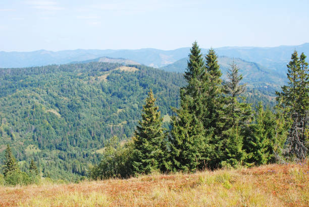 istock Mountain landscape in Carpathian 897199350