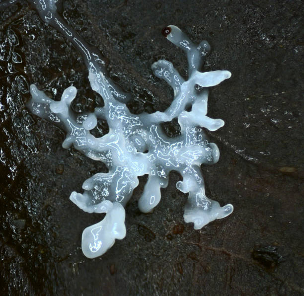 istock A white glazy moving plasmodium of a slime mold on black substrate 897201816