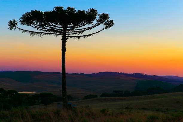 Idyllic landscape with lonely Araucaria pine tree in the hills at gold colored dawn, Southern Brazil Idyllic landscape with lonely Araucaria pine tree in the hills at gold colored dawn, Southern Brazil araucaria heterophylla stock pictures, royalty-free photos & images