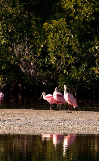istock Roseate spoonbill shorebird Platalea ajaja 897201876