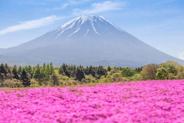 istock Mountain Fuji and pink moss 897202022
