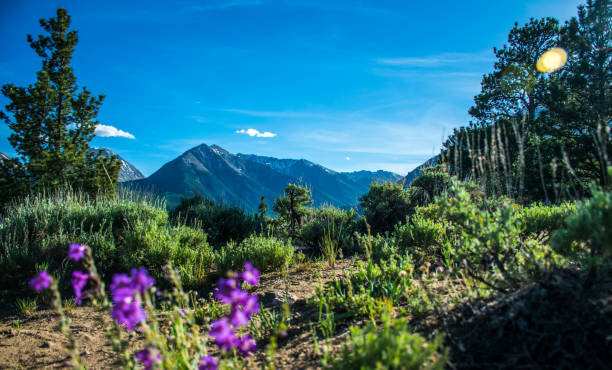 istock Purple wild flowers pop up in springtime Colorado summer landscape 897204454