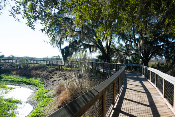 istock Boardwalk at Paynes Prairie State Park 897204636