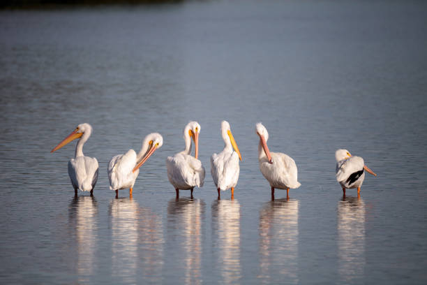 istock American white pelican Pelecanus erythrorhynchos 897207084