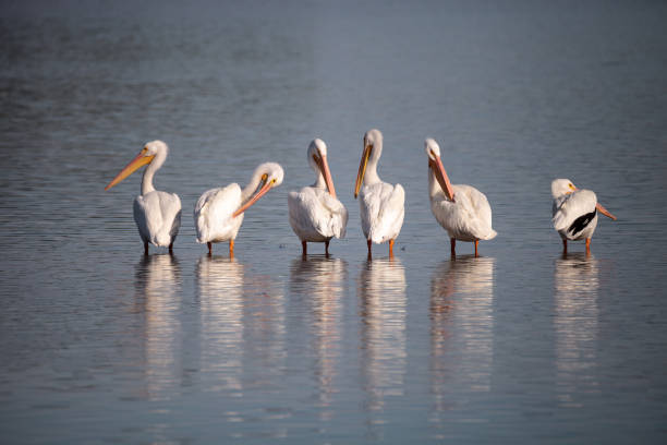 istock American white pelican Pelecanus erythrorhynchos 897207112