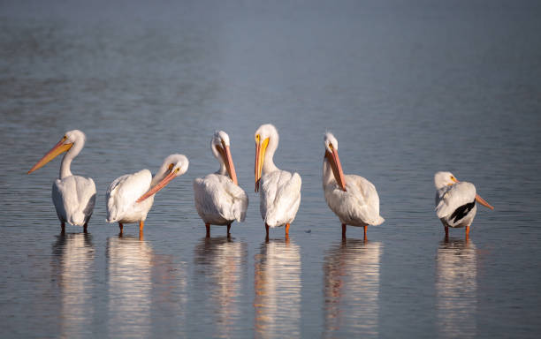 istock American white pelican Pelecanus erythrorhynchos 897207124