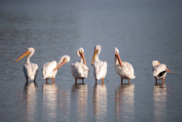 istock American white pelican Pelecanus erythrorhynchos 897207128