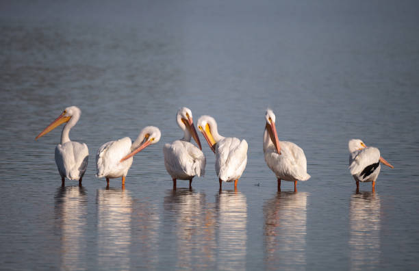 American white pelican Pelecanus erythrorhynchos American white pelican Pelecanus erythrorhynchos in a marsh on Sanibel Island, Florida ding darling national wildlife refuge stock pictures, royalty-free photos & images