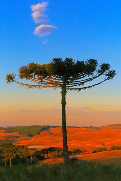 Idyllic landscape with Araucaria pine tree in the hills at gold colored sunrise, Southern Brazil Idyllic landscape with Araucaria pine tree in the hills at gold colored sunrise, Southern Brazil araucaria heterophylla stock pictures, royalty-free photos & images