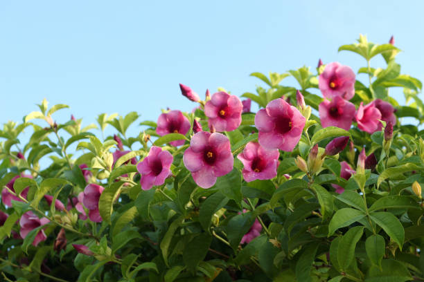 istock close-up fresh flower nature on blue sky background 897215200