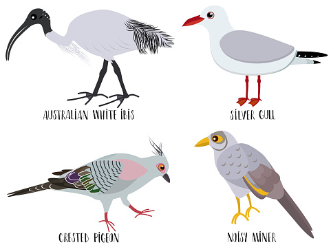 Vector illustration of cute bird cartoons - Australian white ibis, silver gull, crested pigeon, noisy miner