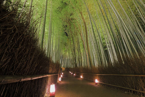 istock Bamboo Grove Sagano Kyoto Japan 897232418