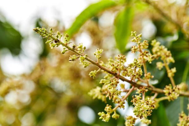 Close to organic mango buds in outdoor gardens