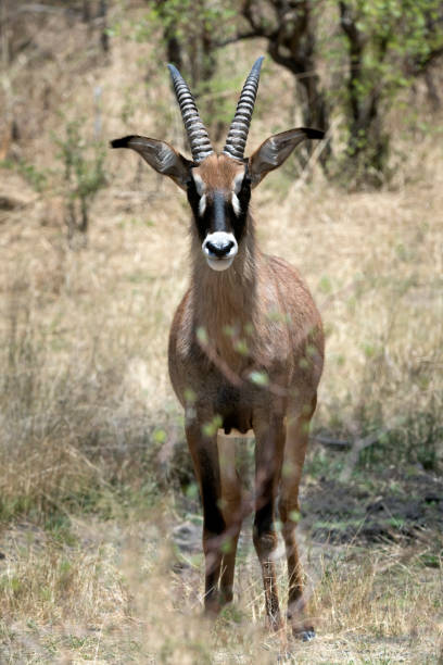 istock Roan Antelope Facing the Observer in Hwange National Park, Zimbabwe 897238586