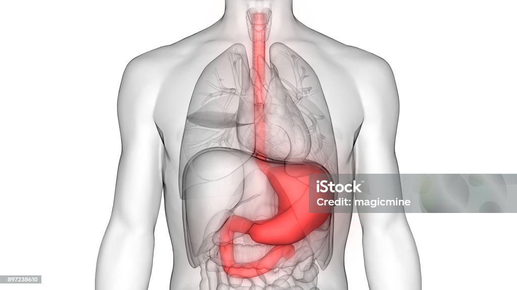 Human Digestive System (Stomach Anatomy) 3D Illustration of Human Digestive System (Stomach Anatomy) Stomach Stock Photo