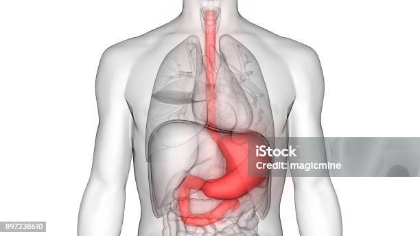 Human Digestive System Stock Photo - Download Image Now - Stomach, Abdomen, Esophagus
