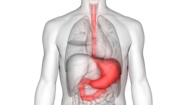 人體消化系統 （胃解剖學） - 人類內臟 插圖 個照片及圖片檔