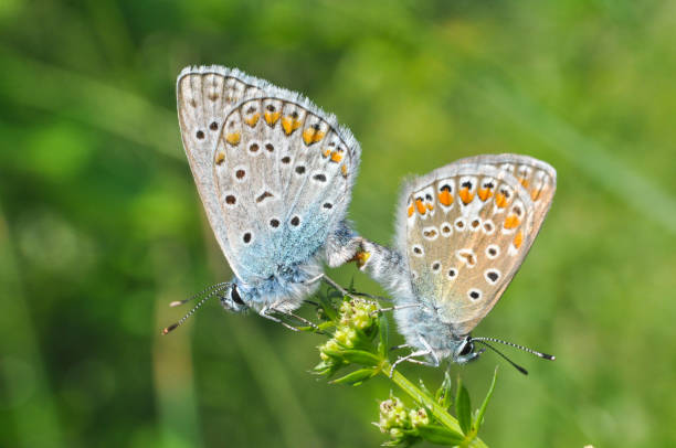 istock Polyommatus icarus, Common Blue butterflies mating on wild flower 897250632