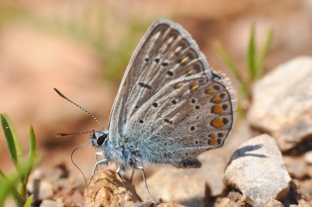 istock Small blue butterfly on the ground, natural habitat 897252862