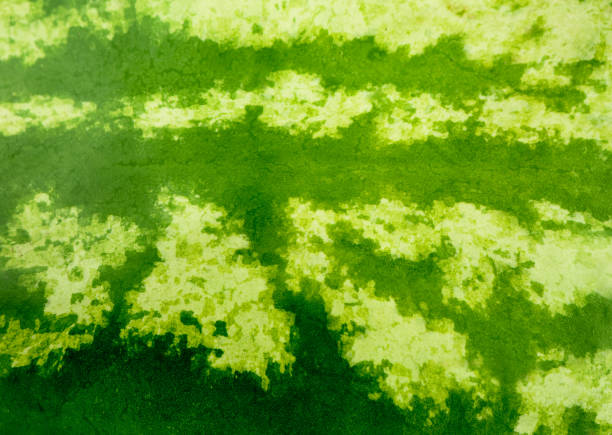 Green striped texture of the watermelon