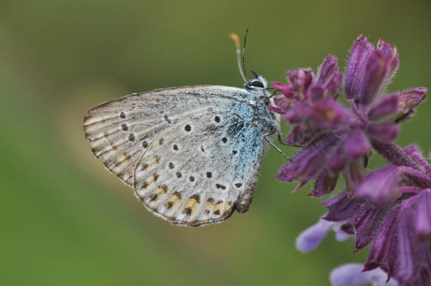 istock Plebejus argus, Silver Studded Blue butterfly collecting nectar from wild white flower with a green background 897252978