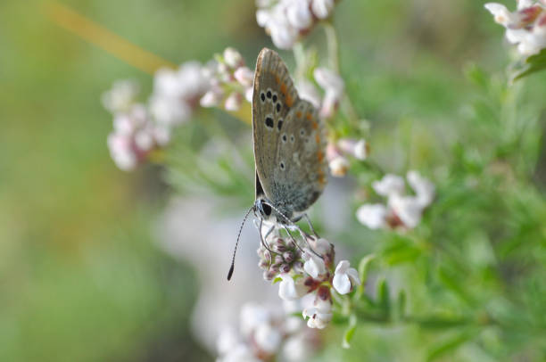 istock Background with butterfly on wildflowers 897253372