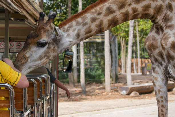 istock giraffee in Chiangmai night safari 897257746