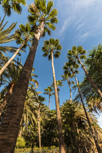 istock Palm trees reaching towards a blue sky. Frog perspective. 897260540