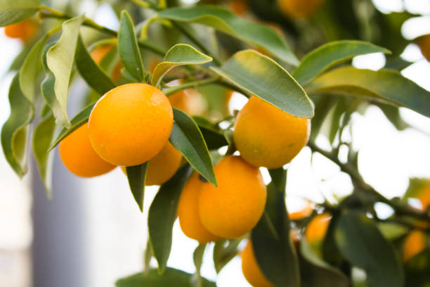 istock Japanese mandarins on the tree 897276716