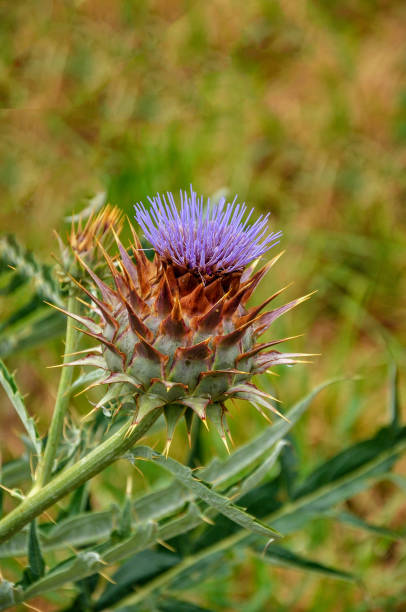 istock Cynara cardunculus. Artichoke Spanish 897280532